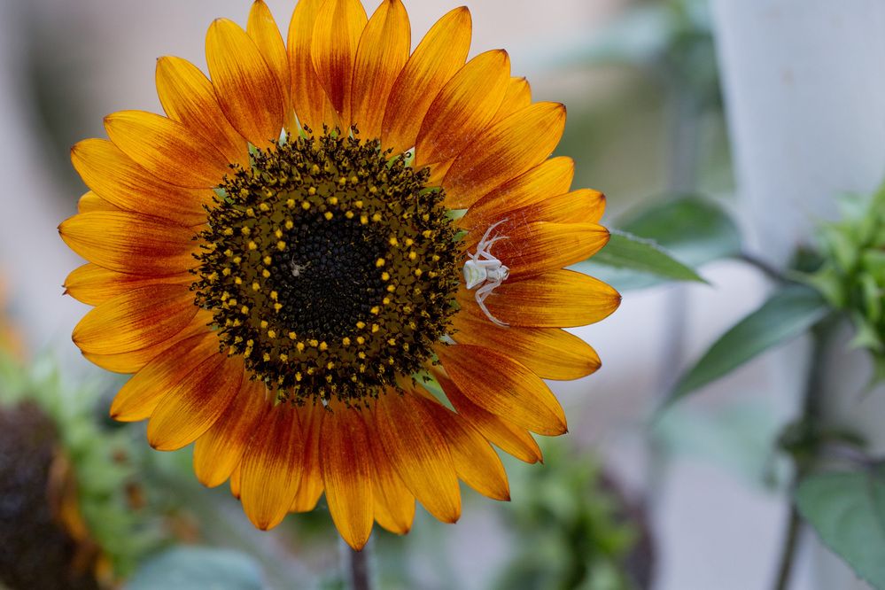 Photograph by Наталья Снеговая