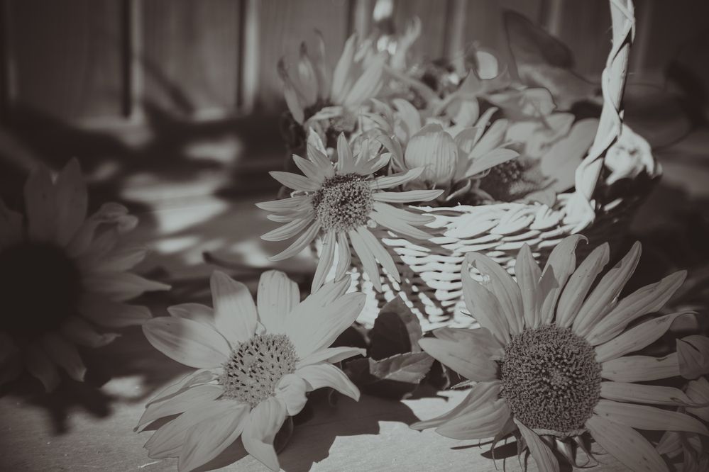 Photograph by Елена Буканина