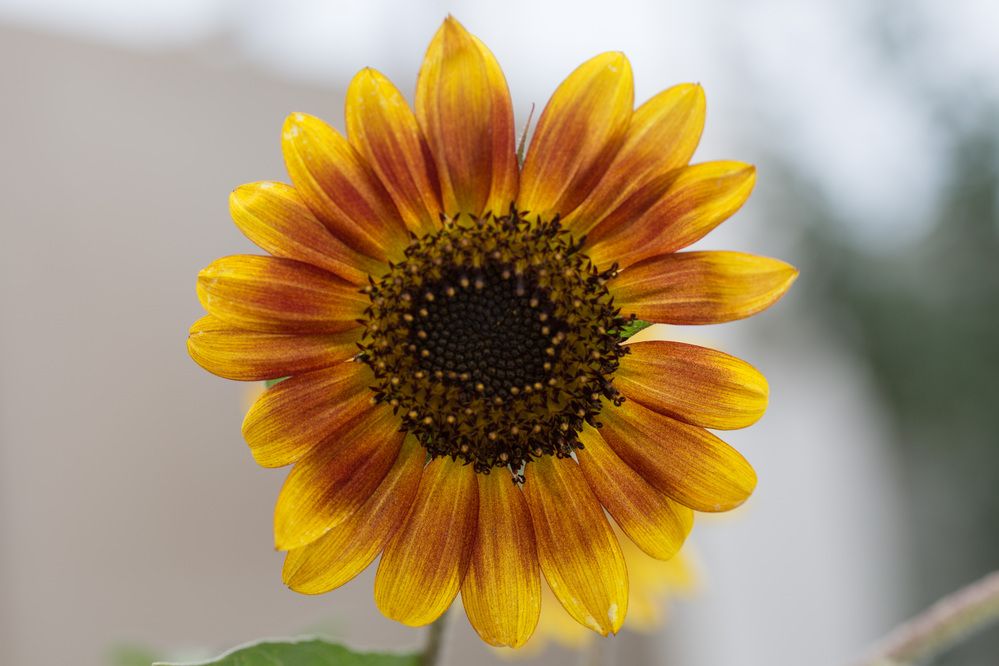 Photograph by Наталья Снеговая