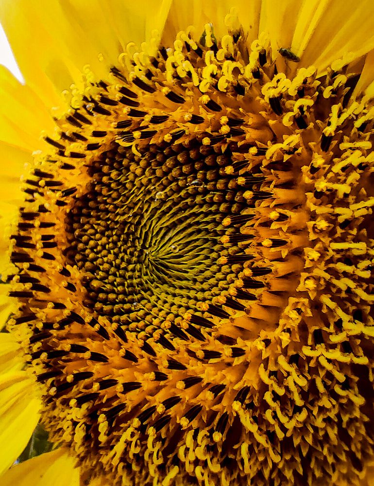 Фотография автора Sara Attia