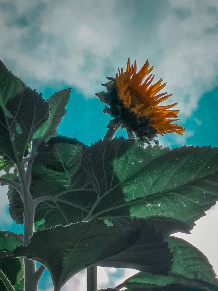 Фотография автора Sara Attia