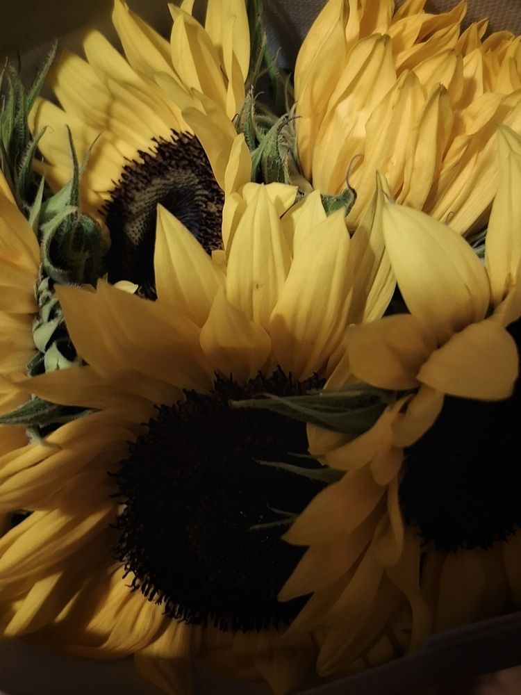 Фотография автора Asya