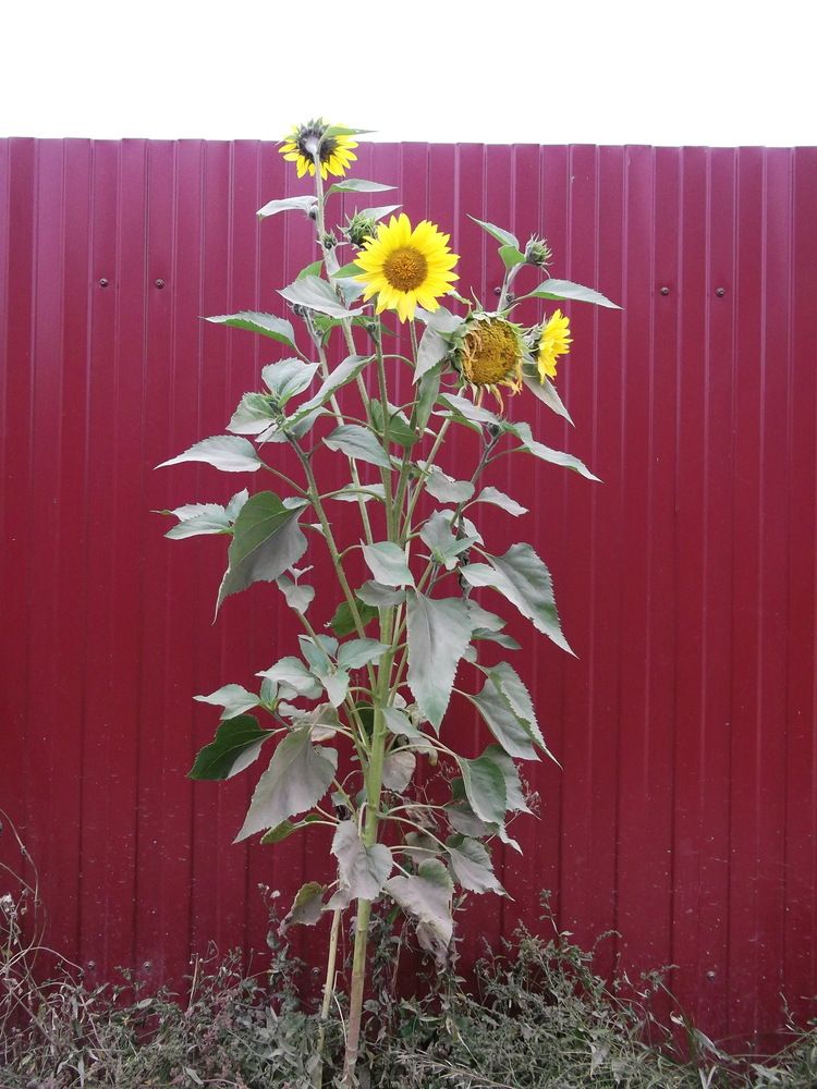 Фотография автора Клавдия Васильева