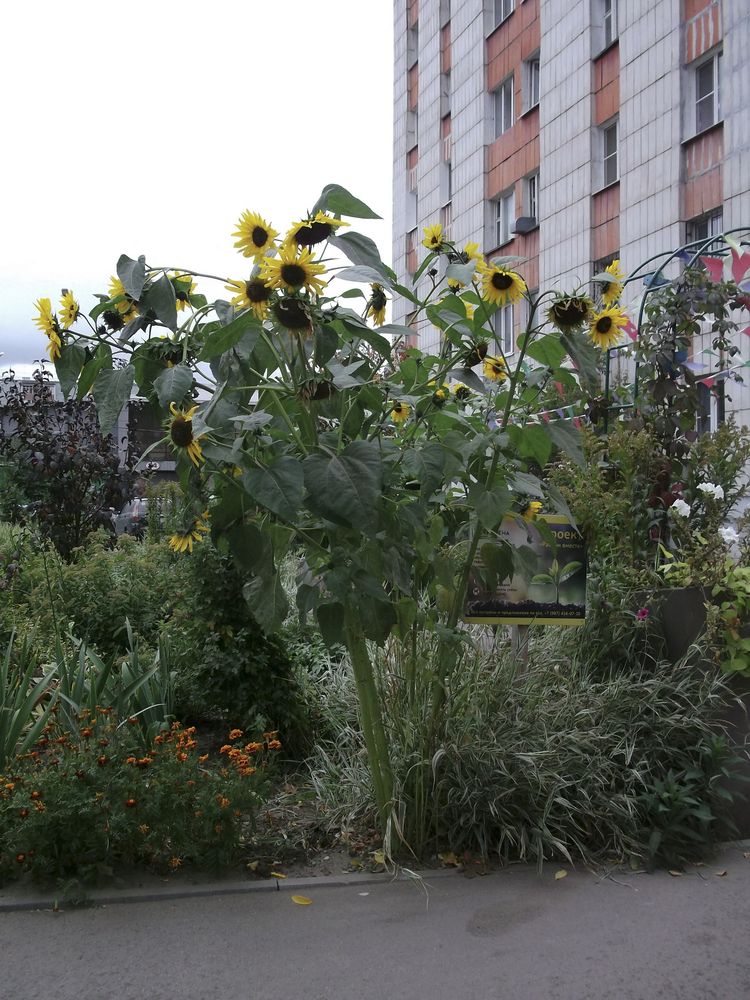 Фотография автора Клавдия Васильева