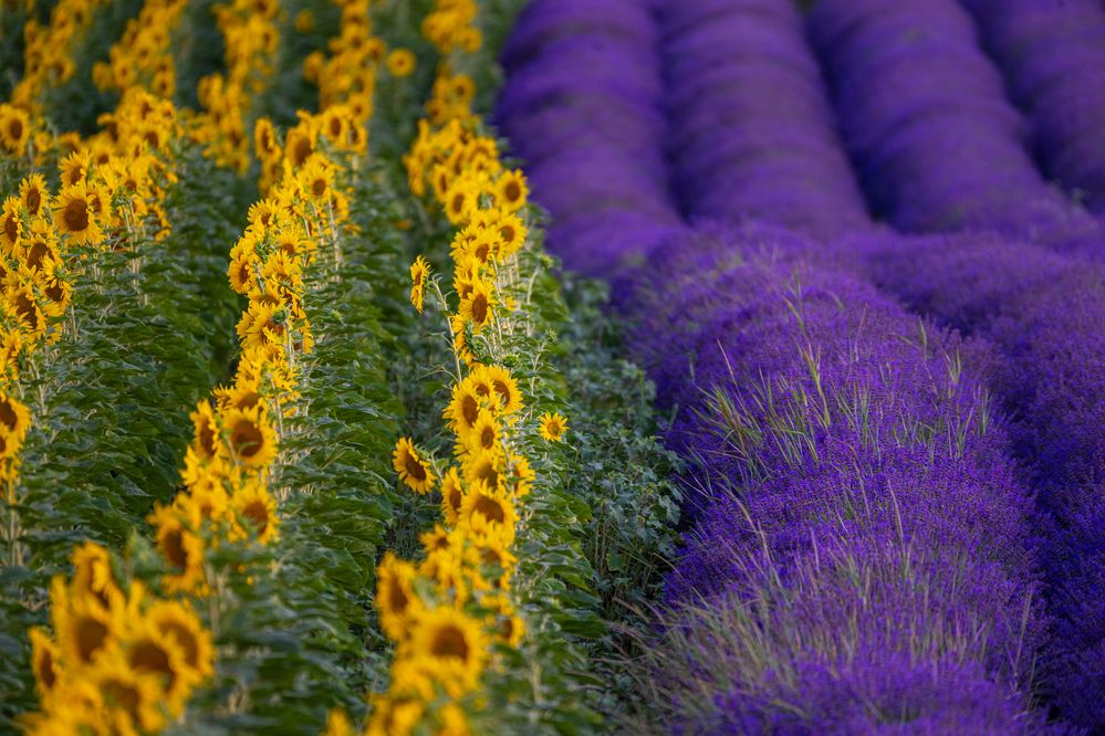 Photograph by levi bagy