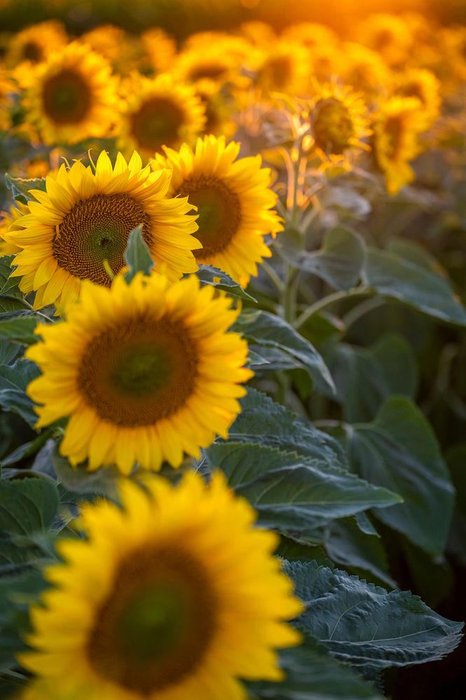 Photograph by levi bagy