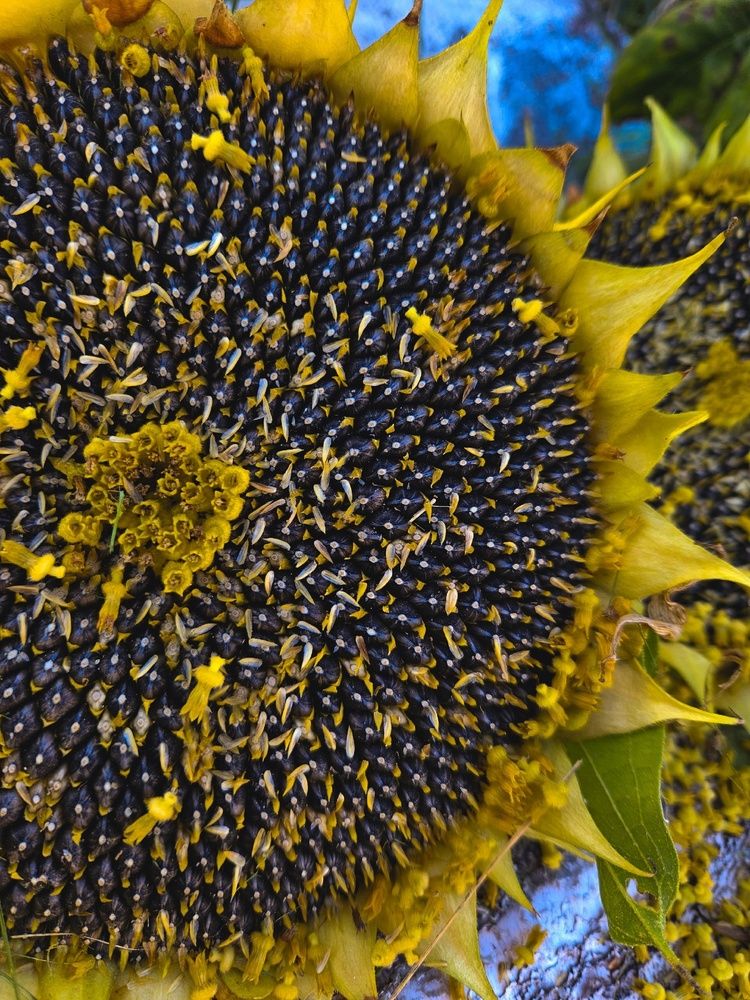 Photograph by Marina Kopylova