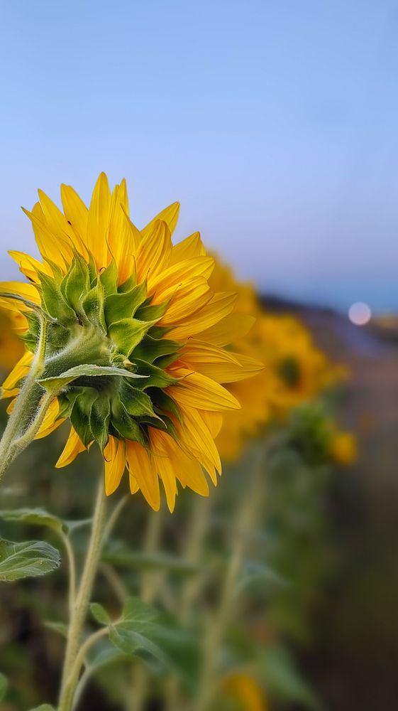 Photograph by Анастасия Семилетова