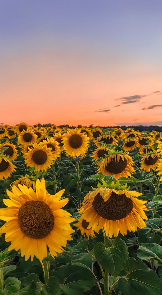 Photograph by Анастасия Семилетова