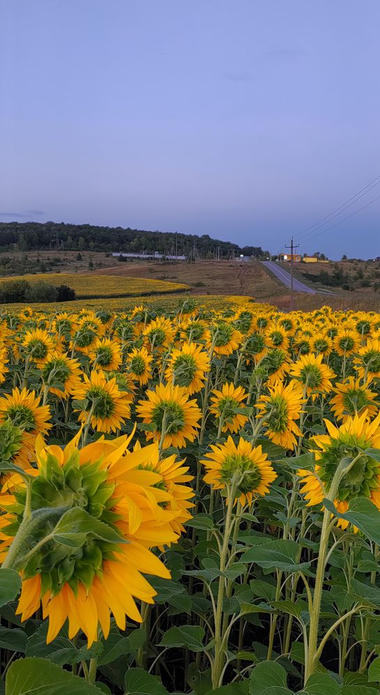 Photograph by Анастасия Семилетова