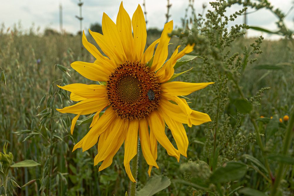 Photograph by Vladimir  Komarov