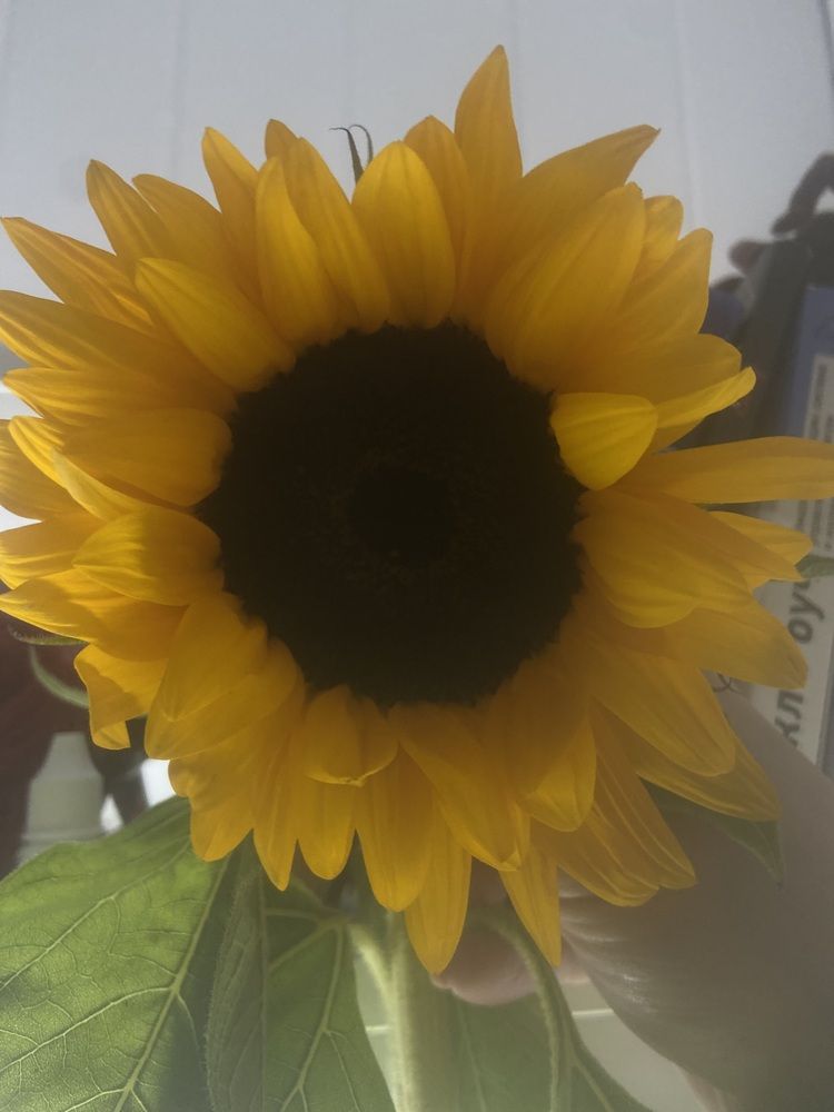 Photograph by Елена Мусина