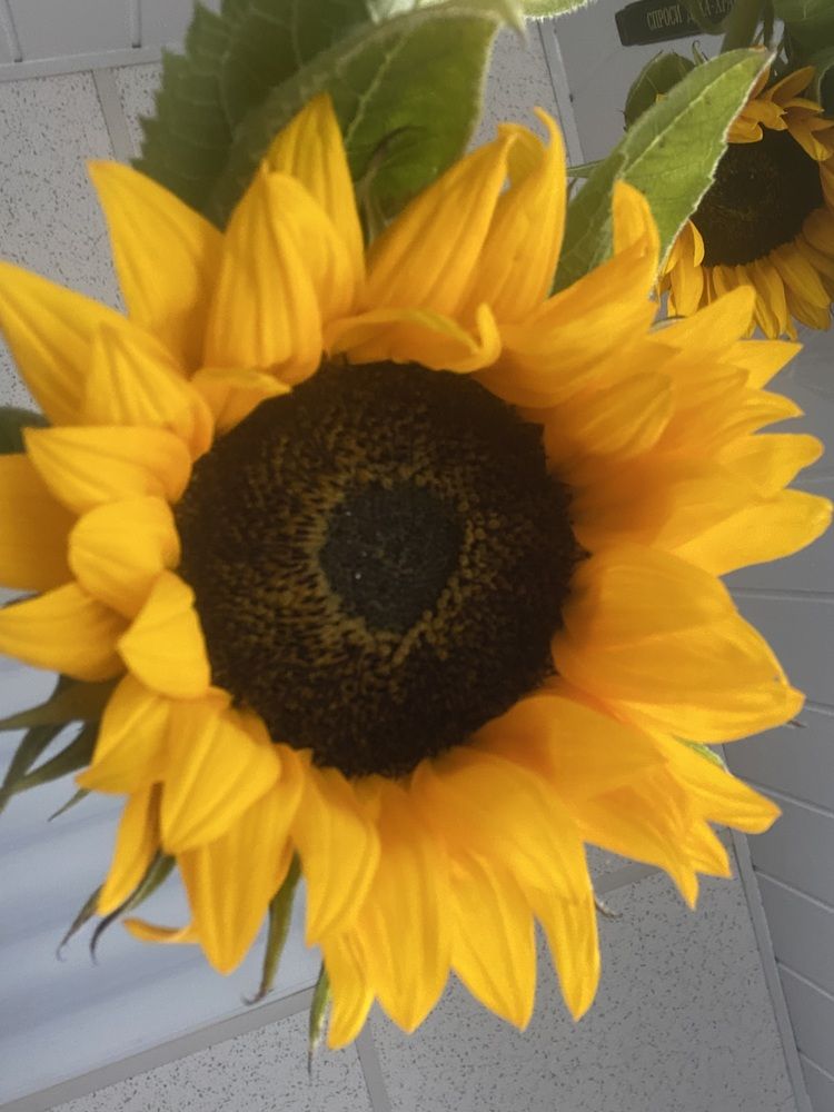 Photograph by Елена Мусина