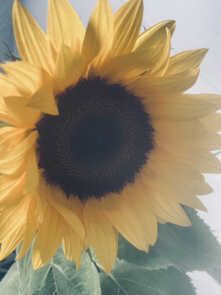 Photograph by Елена Мусина