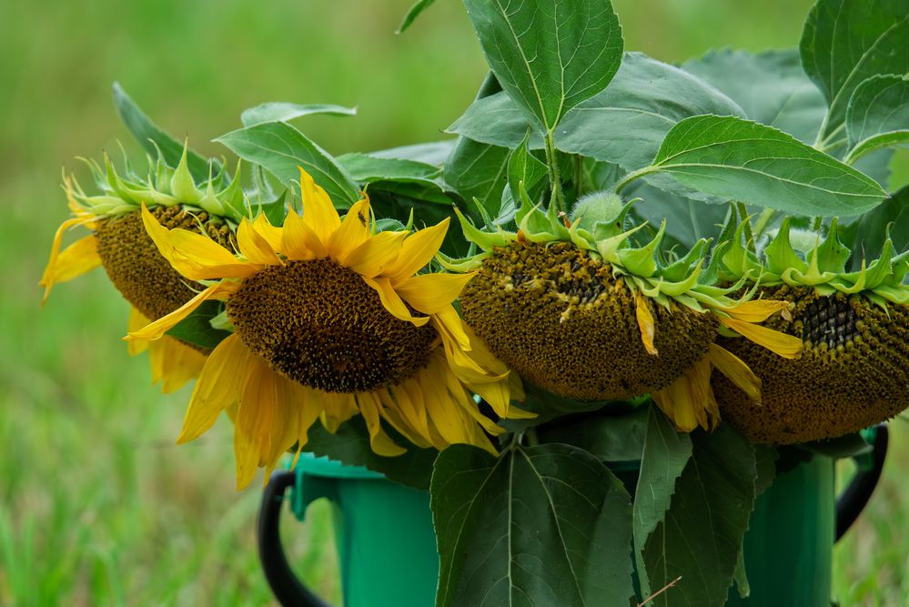 Photograph by наталья залогина