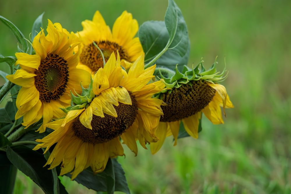 Photograph by наталья залогина