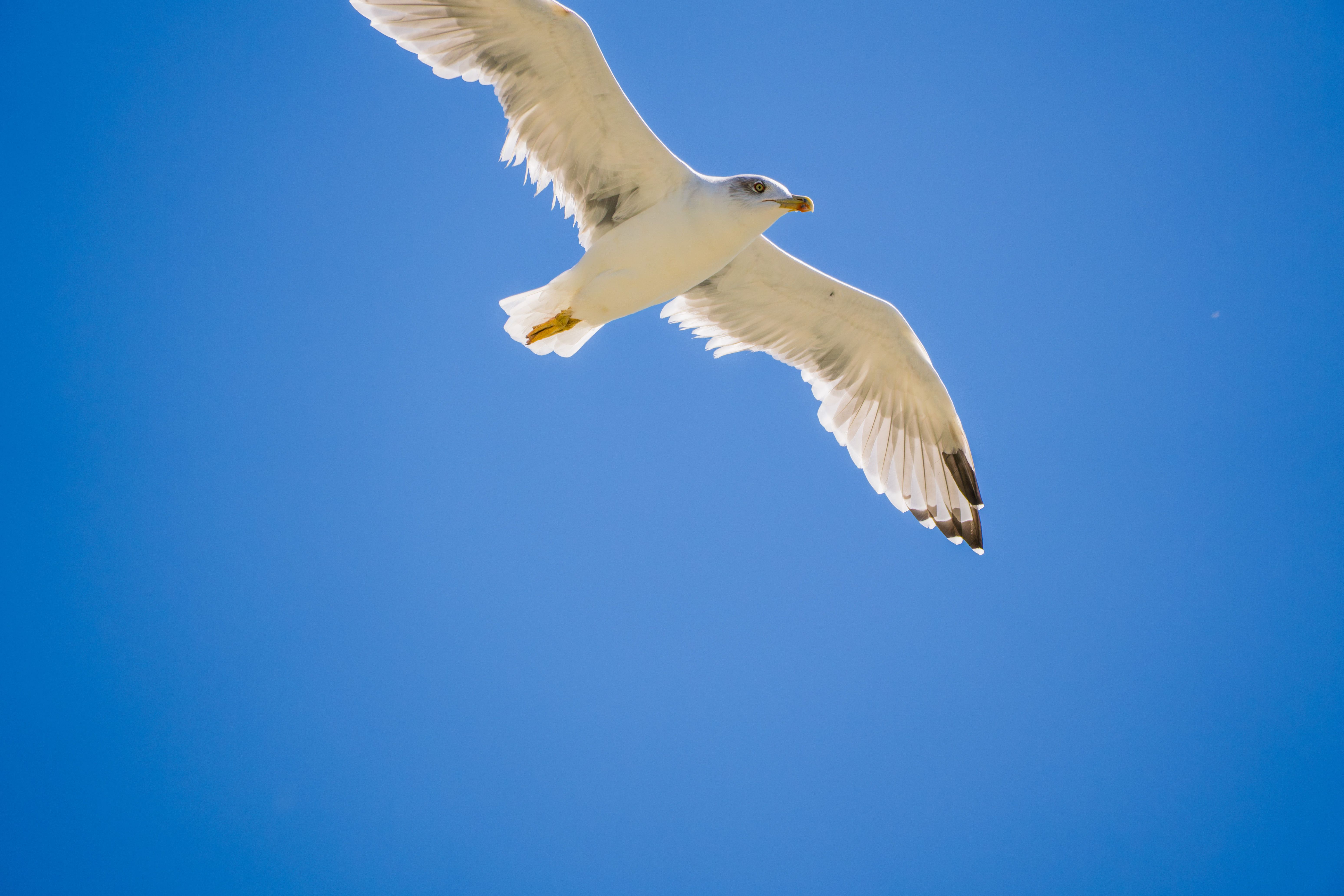 Белое на голубом