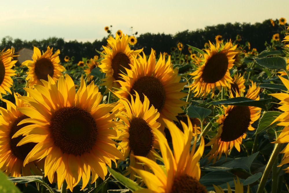 Фотография автора Сергей Кульков