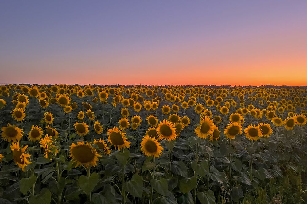 Photograph by Алена Полетаева