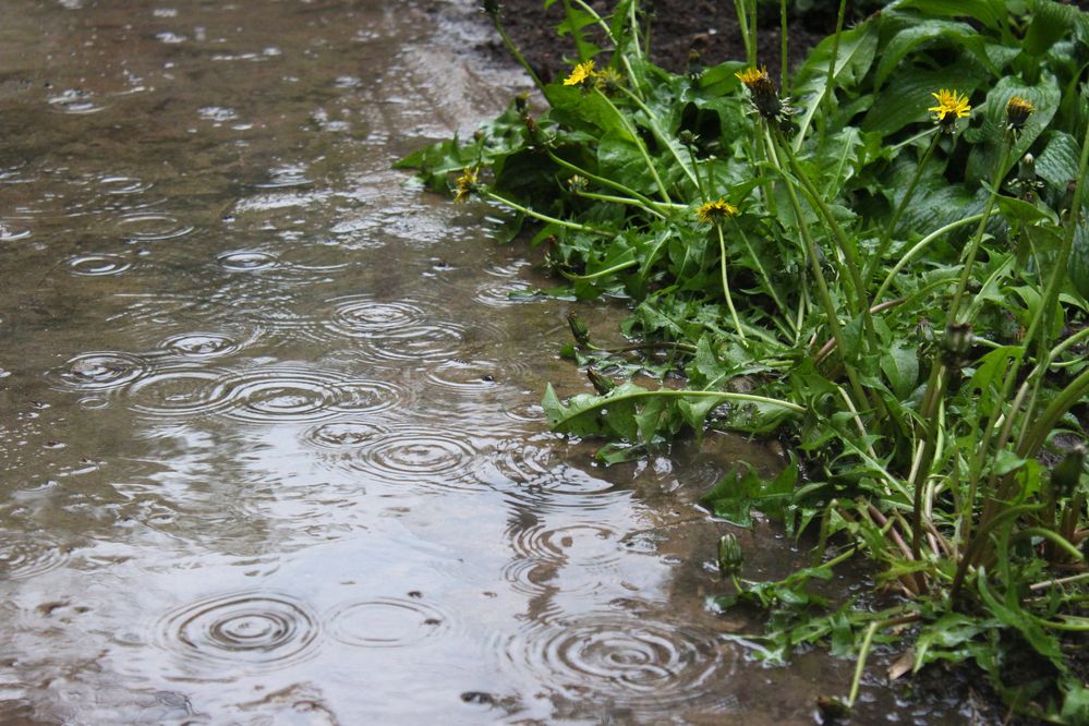 Photograph by Светлана Шубина