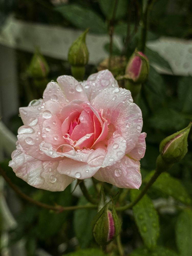 Фотография автора Лариса Гришкевич