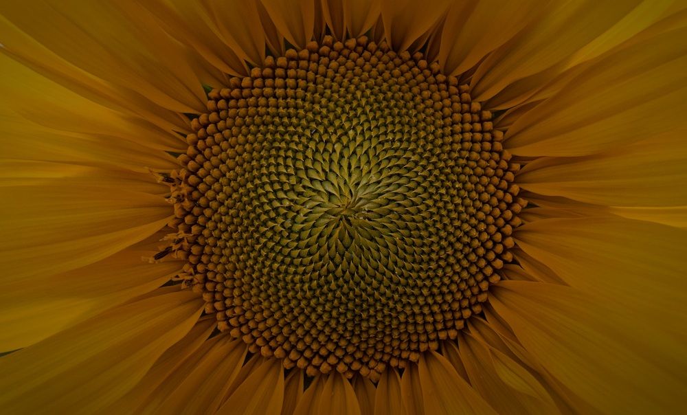 Photograph by Степан Макрушин