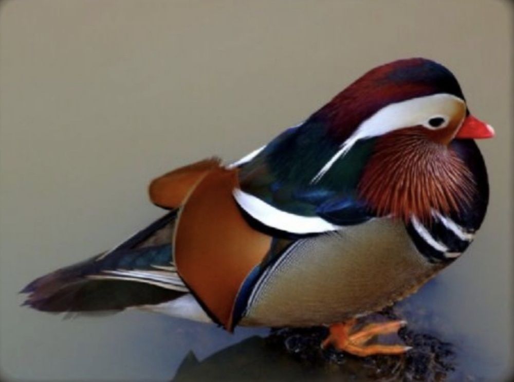 Photograph by Avi Behar