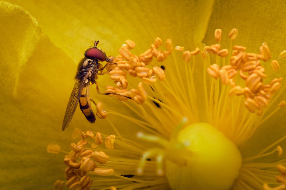 Фотография автора Ryo