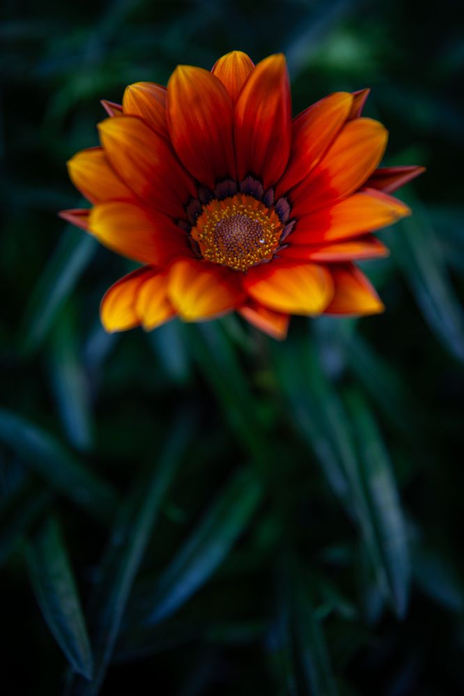 Photograph by Cifuentes Araya Bastián