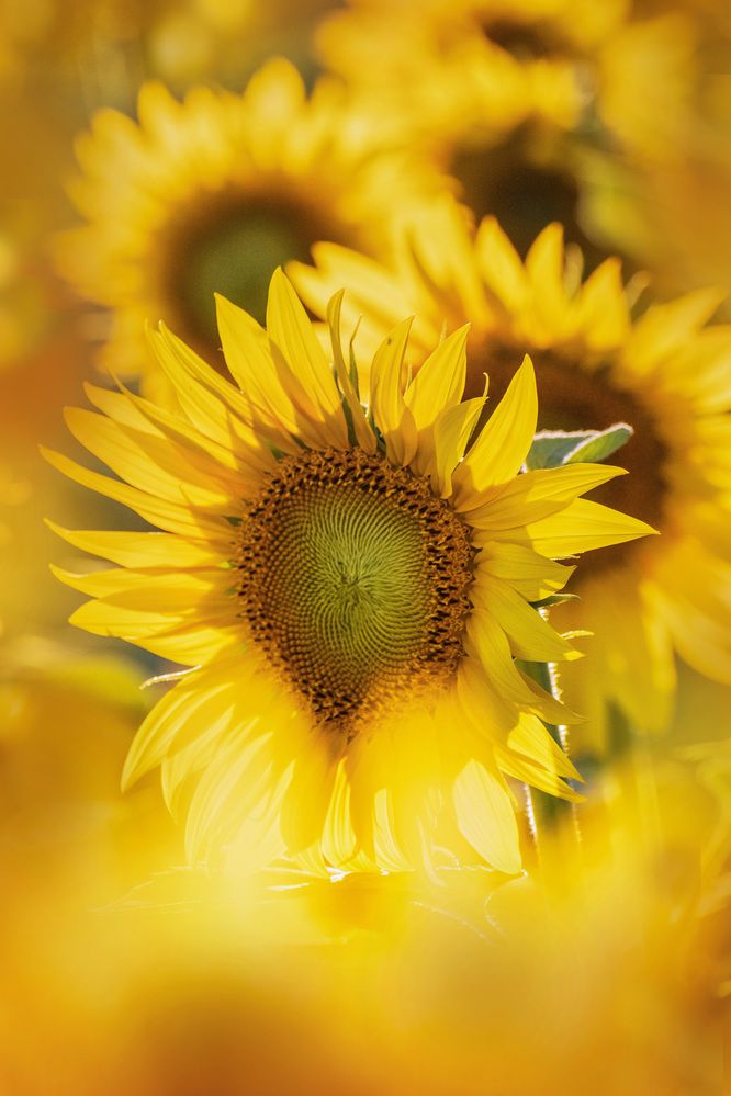 Brillando junto a el sol.