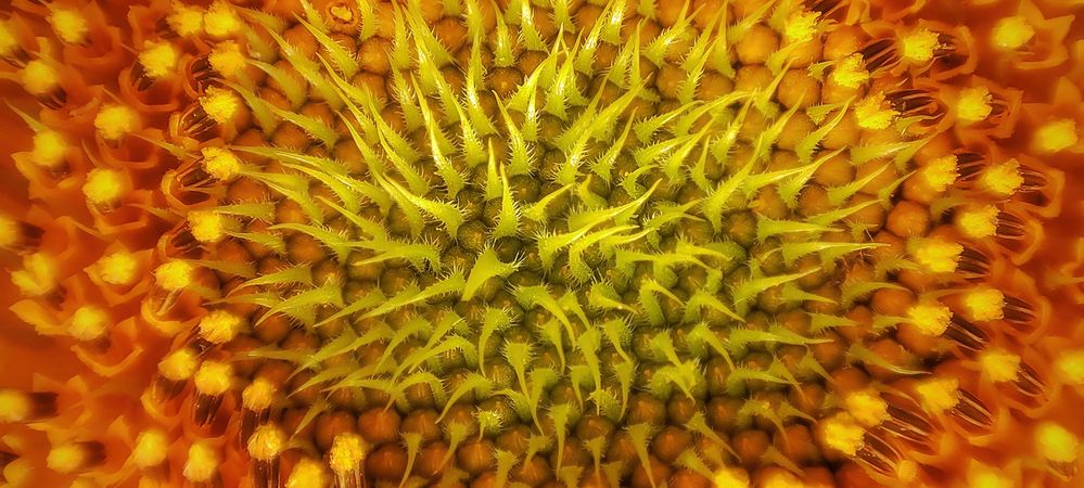 The combination of colors and Fibonacci patterns