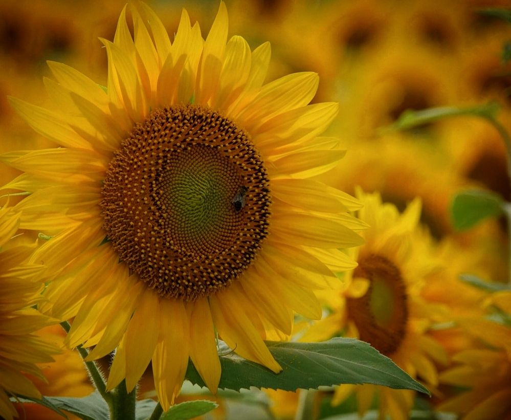 Во всей красе!