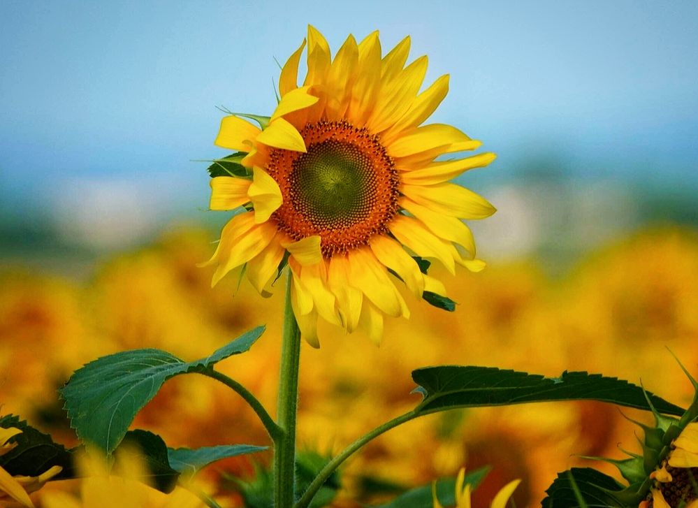 Маленький, да удаленький.