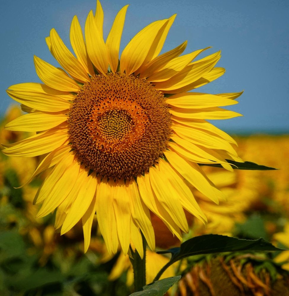 Куда солнце, туда и я!