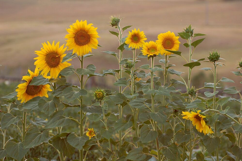 Photograph by Марина Фомина