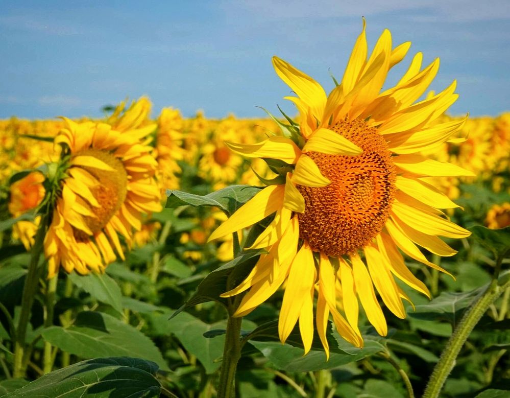 Земное \"солнышко\".