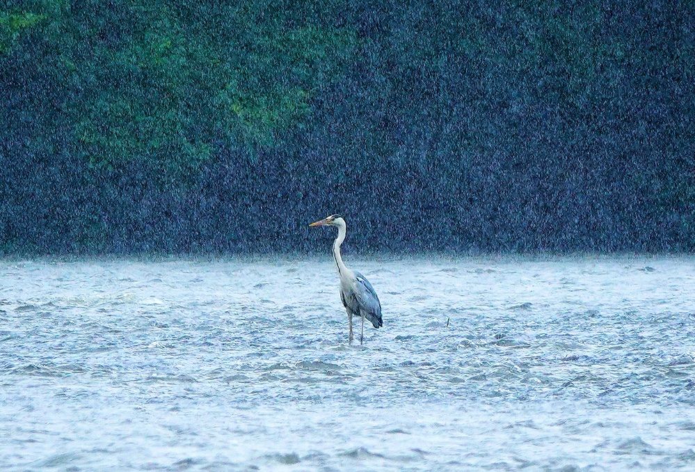Дождь охоте не помеха.