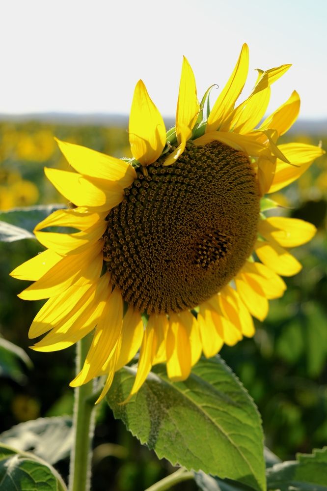 Photograph by Диана Сорокина