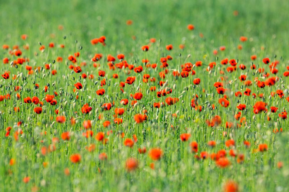 Photograph by Максим Шелякин