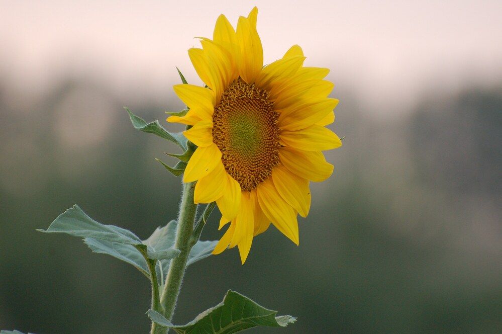 Photograph by Марина Фомина