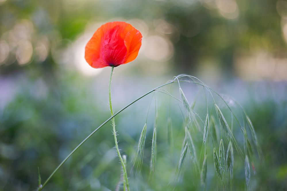 Photograph by Ирина