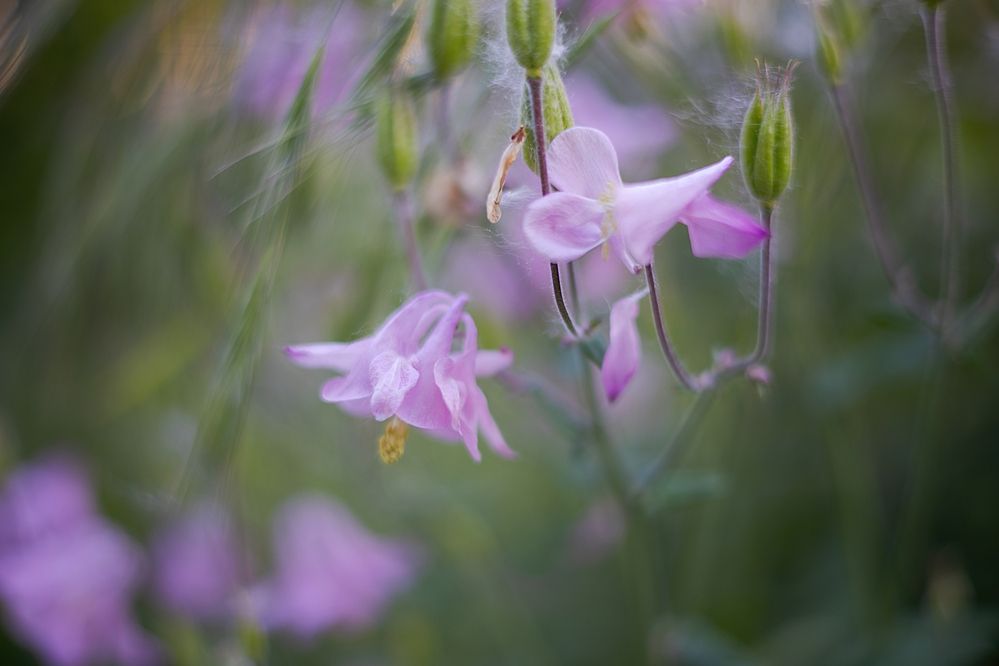 Photograph by Ирина