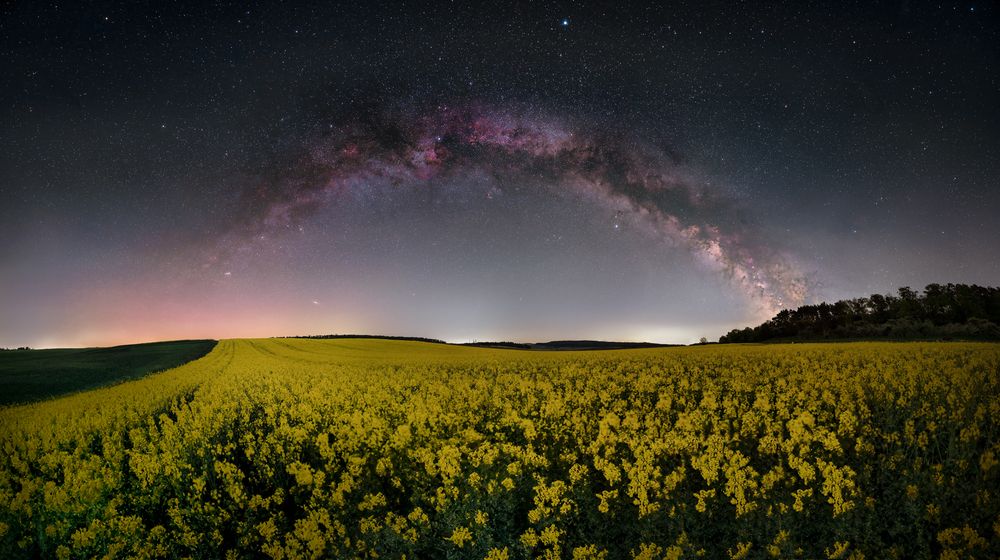 A sea of flowers under a sea of stars