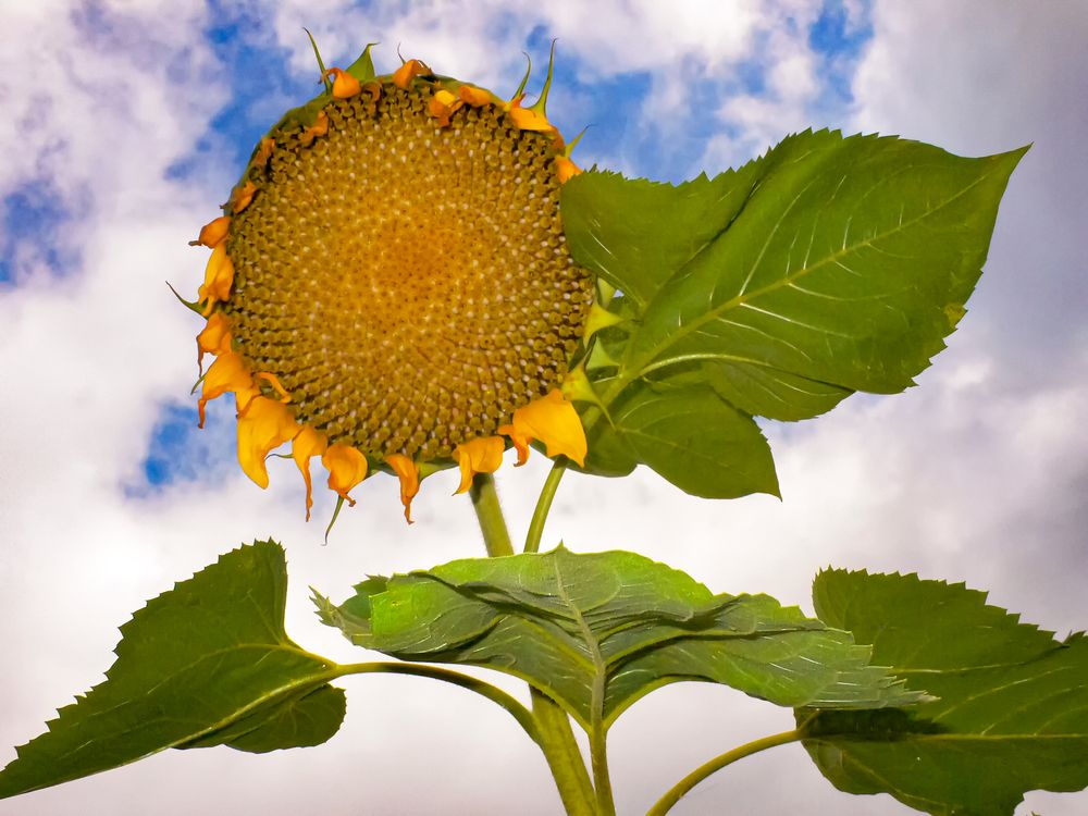 Фотография автора Николай Нестеренко