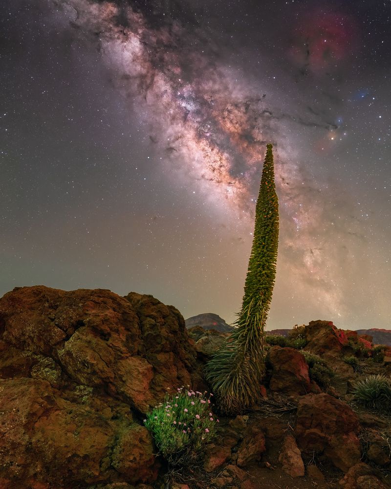 Star crown of the Teide viper head