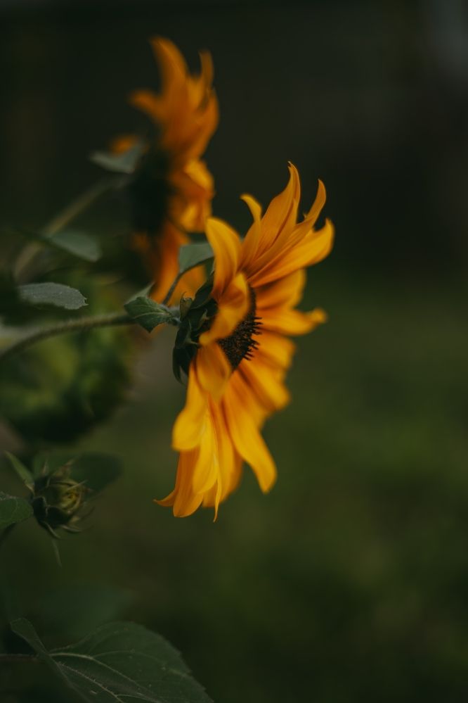 Photograph by Света Вирбицкас