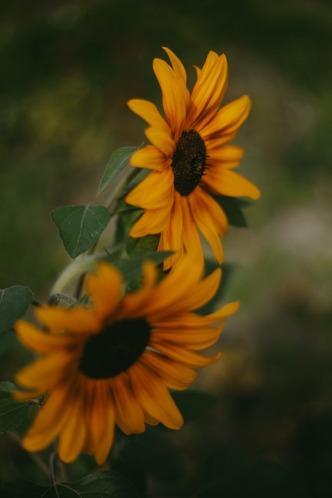 Photograph by Света Вирбицкас