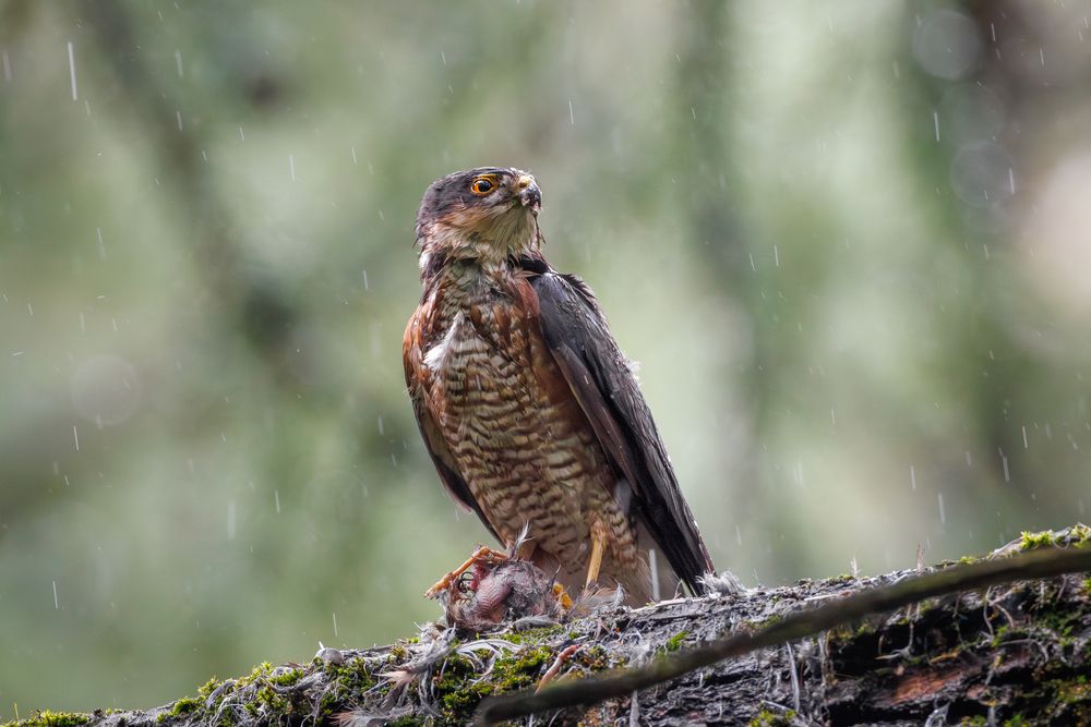 Photograph by Антон Науменко