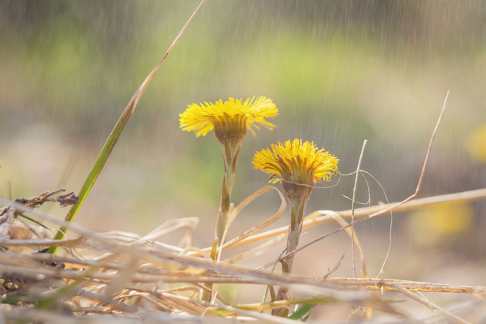Photograph by Соколова Елена