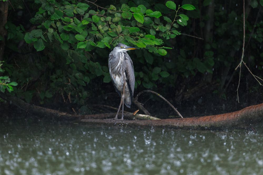 Photograph by Антон Науменко
